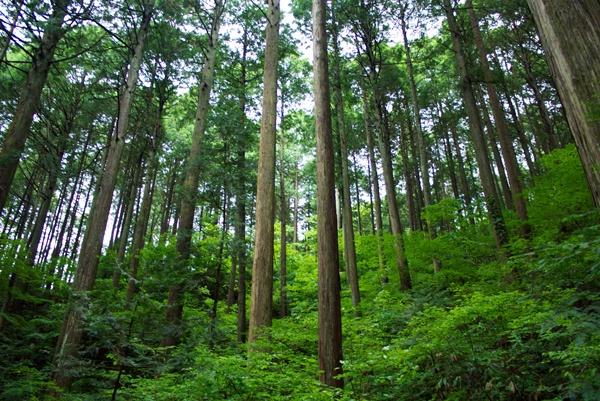 Japan's extensive forests, many planted over the last century, could provide a more sustainable source of timber